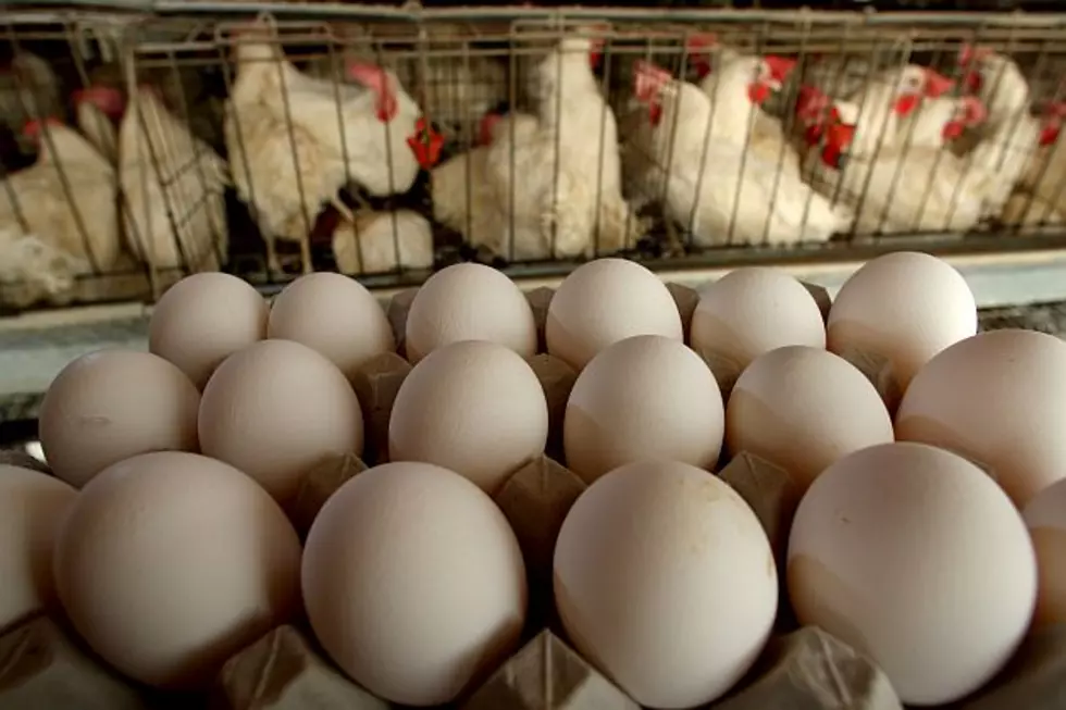 Egg Prices Jump As Impact of Bird Flu Begins Pinching Supply