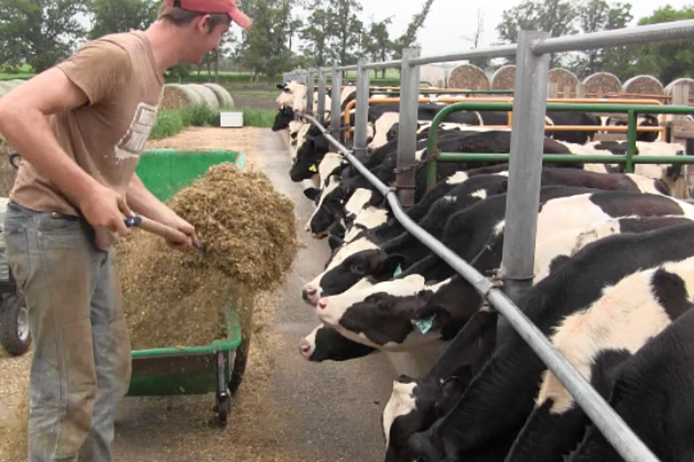 Behind the Scenes: Learning the Ropes On Your Local Dairy Farm [VIDEO]