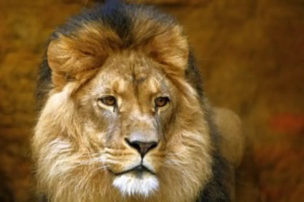 Police Watch Office of Dentist who Killed Lion