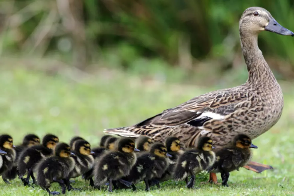 State Patrol Says Don&#8217;t Stop for Ducks on Interstate