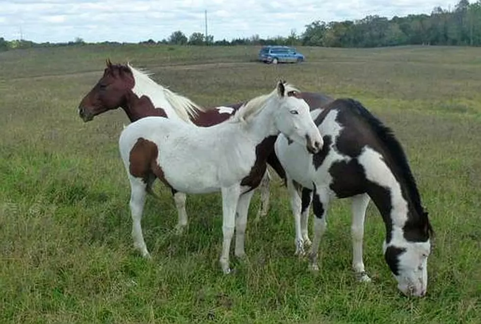Stearns County Sheriff Looking for 2 Missing Horses