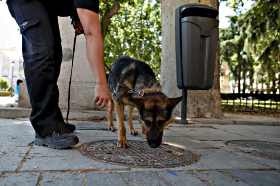 Stearns County Sheriff’s Office Getting Drug Sniffing Dogs