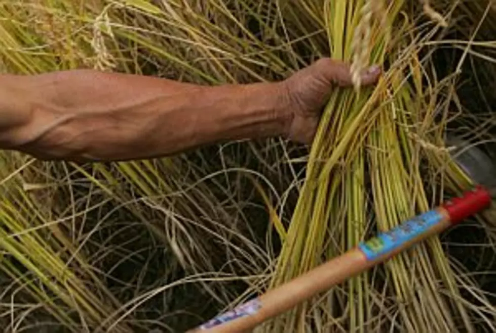 Minnesota Regulators Propose Changes in Wild Rice Protection