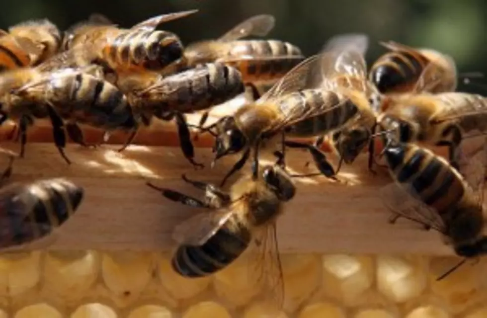 Hive Theft in Kandiyohi County Has Some Beekeepers Buzzing