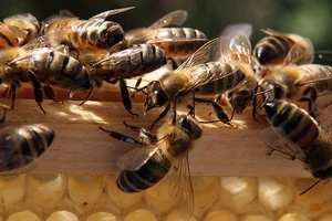 St. Cloud-Based Beekeeping Group Offering Scholarship