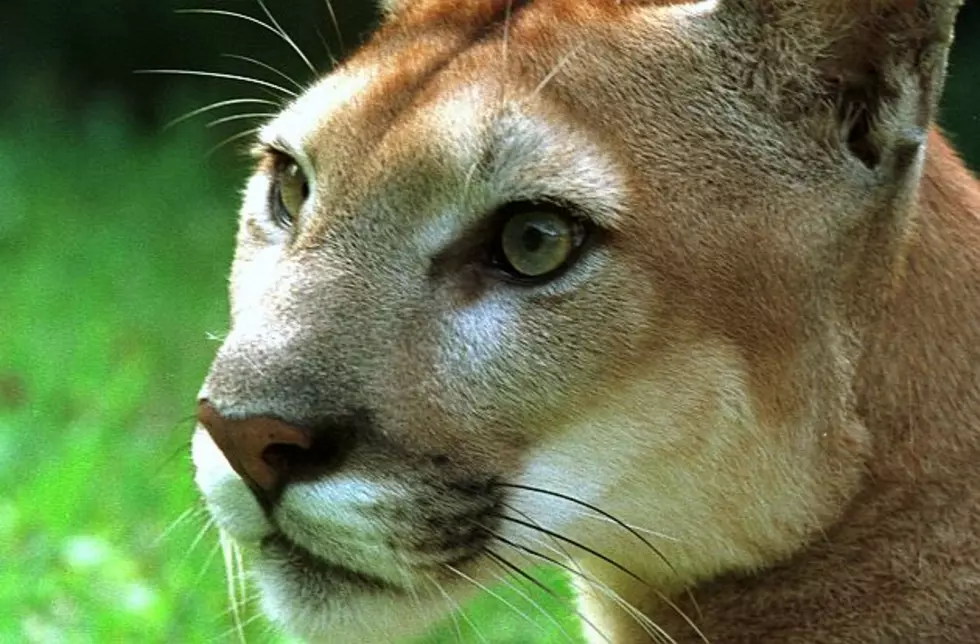 Cougar Struck, Killed on Interstate in Minneapolis