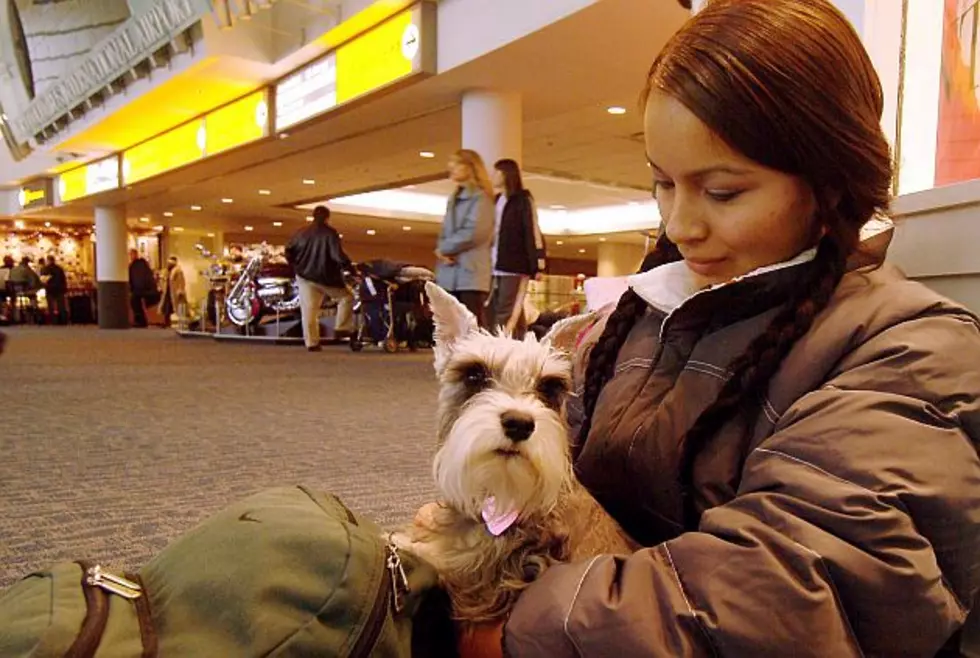 Delta Will Stop Letting Pets Fly As Checked Baggage