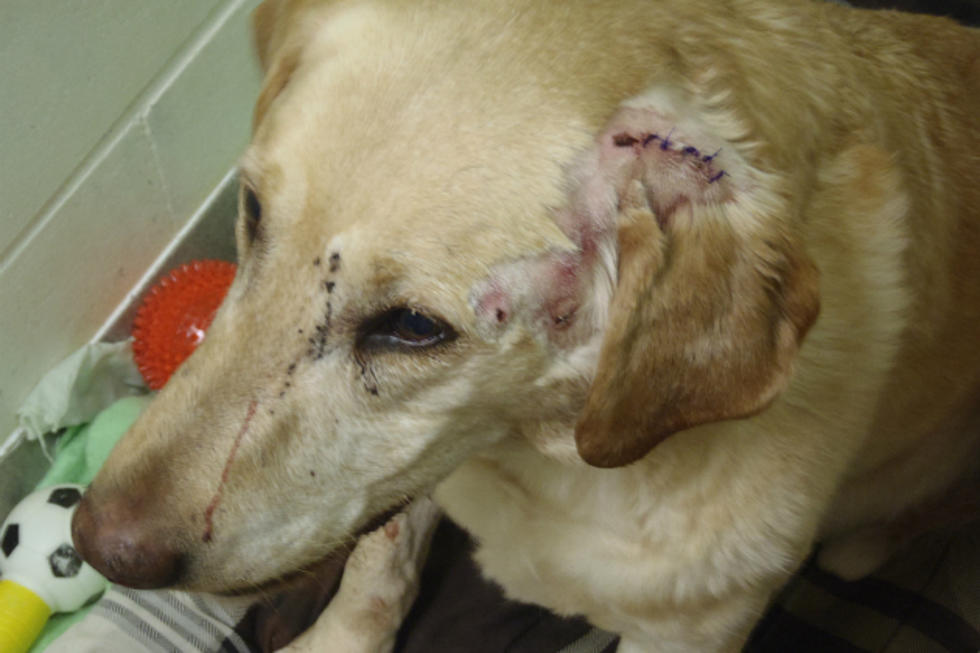 Rescued Dog Dies While Recovering From Gun Shot Wounds