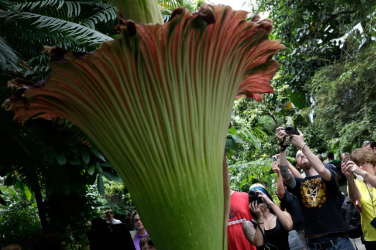 Foul-Smelling 'Corpse Flower' Blooms at U of Minnesota