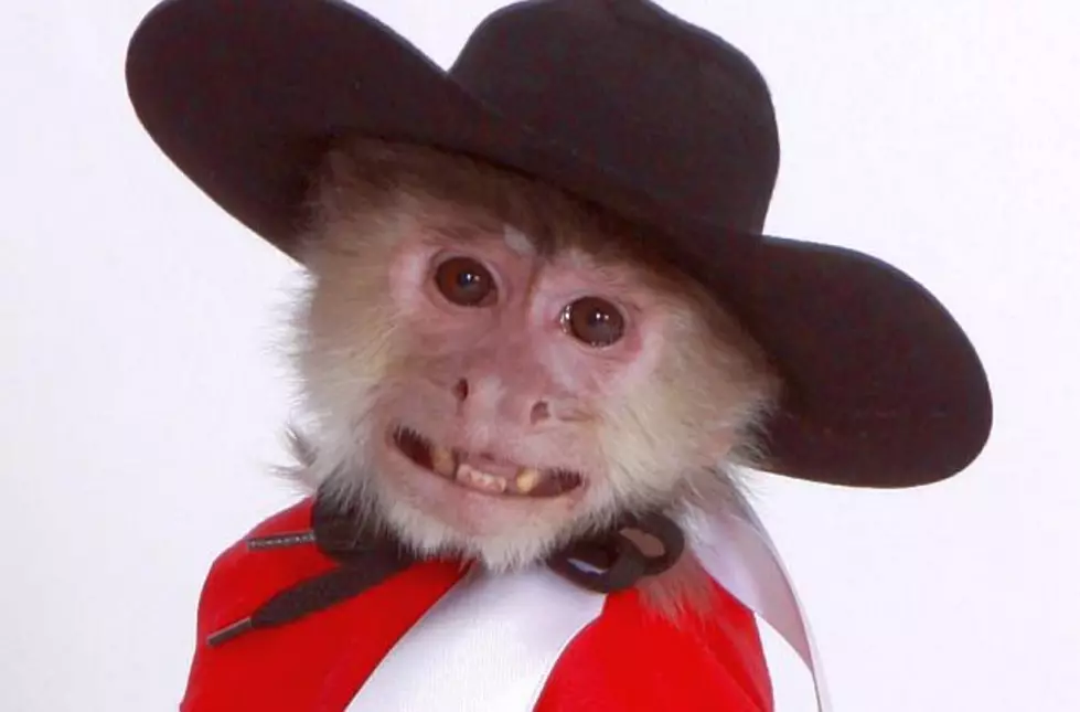 Animal Rights Group Protests Cowboy Monkey