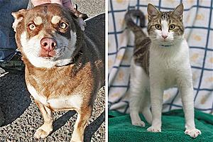 Meet Bobby and Tyrese: Tri County Humane Society Pet Patrol