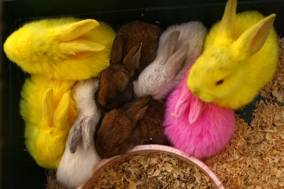 Do Your Research Before Buying Cute Pets for Easter Gifts