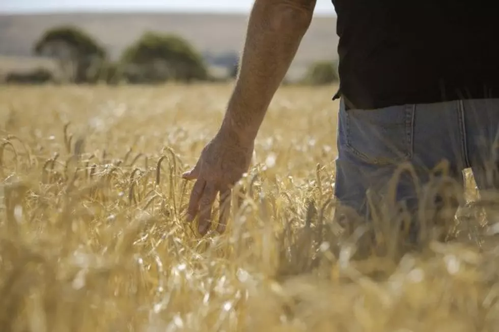 MN Spring Wheat Crop Struggles Into Harvest