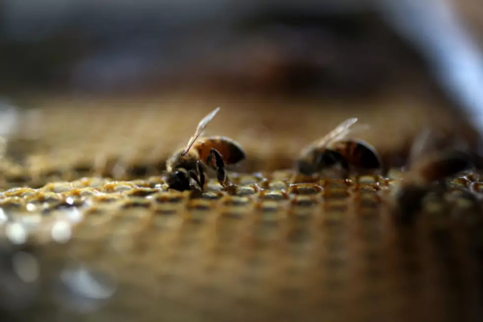 Study: Minnesota Among Nation’s Leaders in Protecting Bees