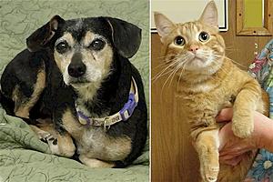 Tri-County Humane Society Pet Patrol: Meet Squirt and Murray