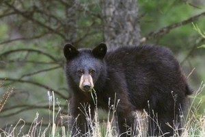 DNR Says Bears Emerging Fro Hibernation, Foraging For Food