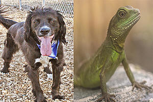 Tri-County Humane Society Pet Patrol: Meet Rico and Henry