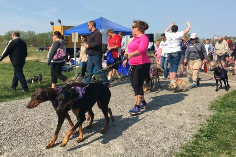 Furry Friends and Owners Gather for Bark For Life Walk [PHOTOS]