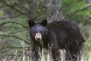 Troublesome Black Bear Euthanized