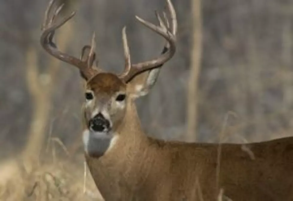2 More Presumed CWD-Infected Deer Found in Southeast Minnesota