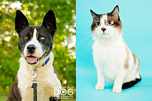 Tri-County Humane Society Pet Patrol: Meet Ella and Kodi