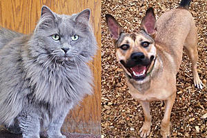 Tri-County Humane Society Pet Patrol: Meet Lily and Penny