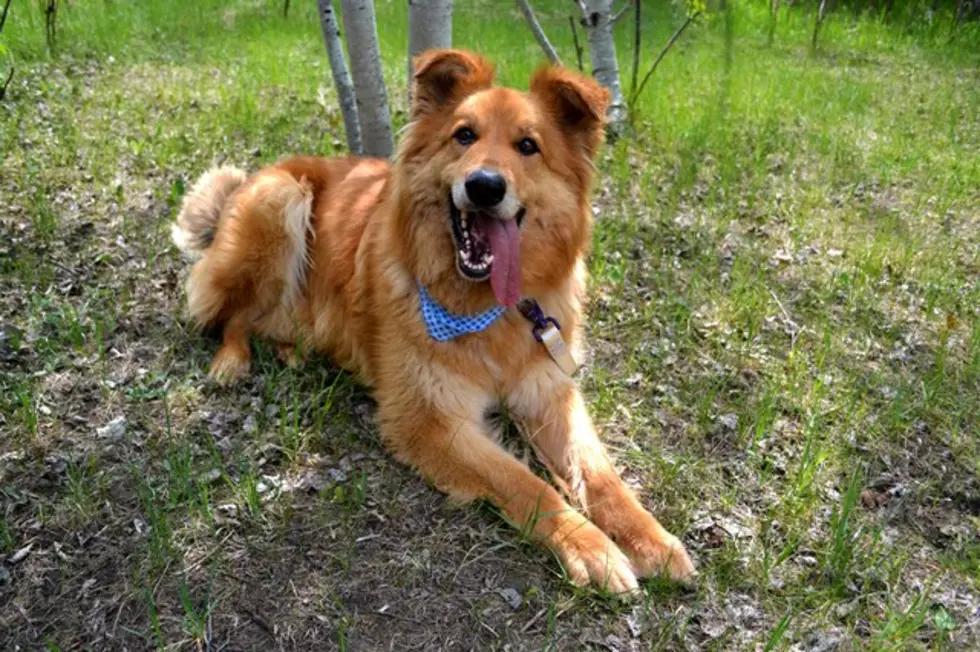 Tri-County Humane Society Pet Patrol: Meet Baxter