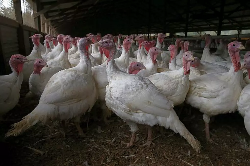 Bird Flu Found in Stearns County Commercial Turkey Farm