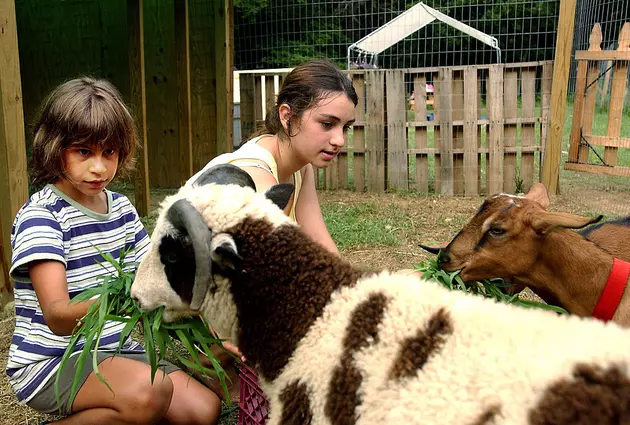 St. Paul to unleash goats on invasive plants