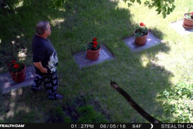 Moorhead Police Searching for Cemetery Plant Thief