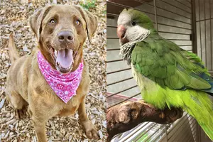 Tri-County Humane Society Pet Patrol: Meet Louie and Rusty