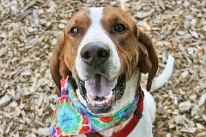 Tri-County Humane Society Pet Patrol: Meet Whistler
