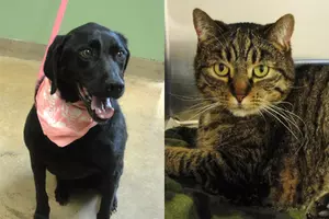 Tri-County Humane Society Pet Patrol: Meet Lucy and Yahtzee
