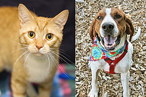 Tri-County Humane Society Pet Patrol: Meet Whistler and Maestro