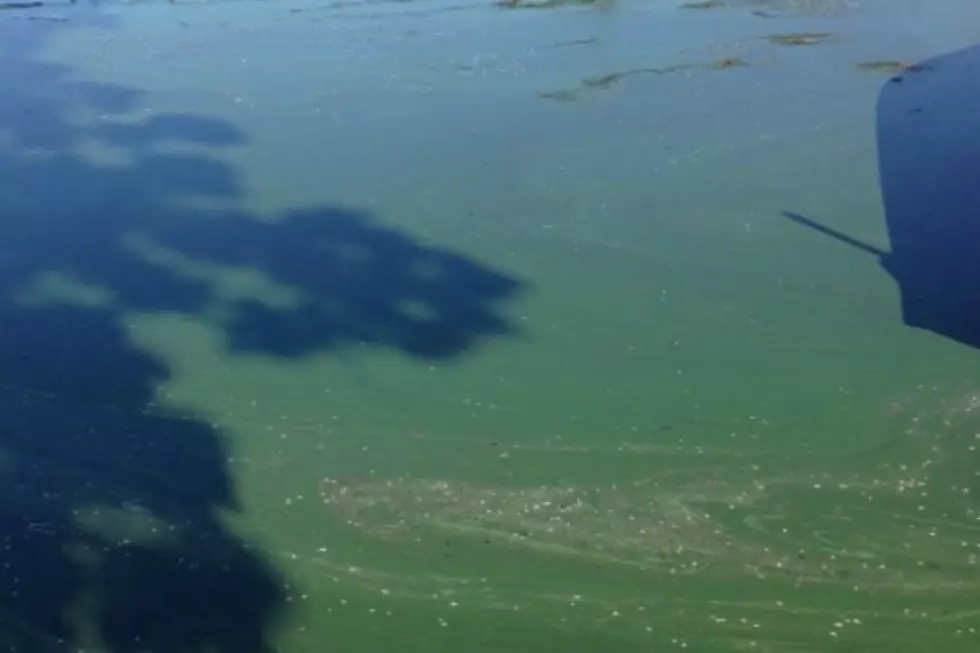 Reason For Algae Bloom on Central MN Lakes
