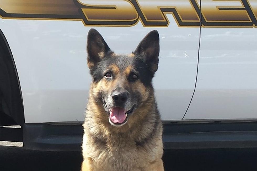 Injury Forces Benton County Police Dog to Retire