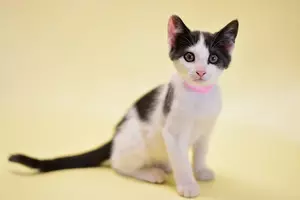 Tri-County Humane Society pet Patrol: Meet Cutie!