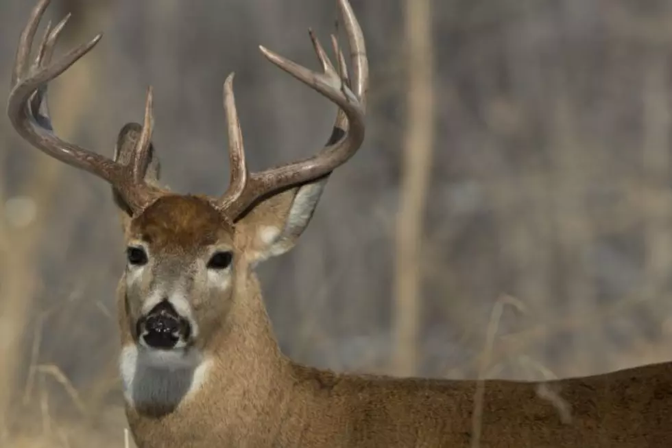 Firearms Deer Hunting Opens Saturday