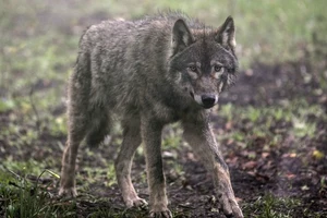 Report Examines Alternatives for Controlling Problem Wolves