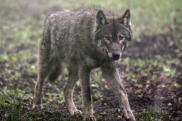 Schmitt; Minnesota Wolf Population Is Growing [PODCAST]