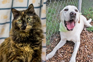 Tri-County Humane Society Pet Patrol: Meet Mok and Wesley
