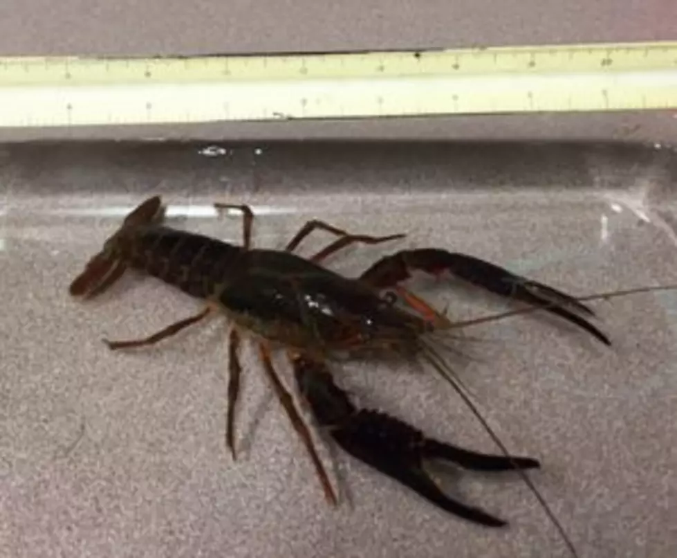 Invasive Crawfish Found In Tilde Lake In Northwest Minnesota