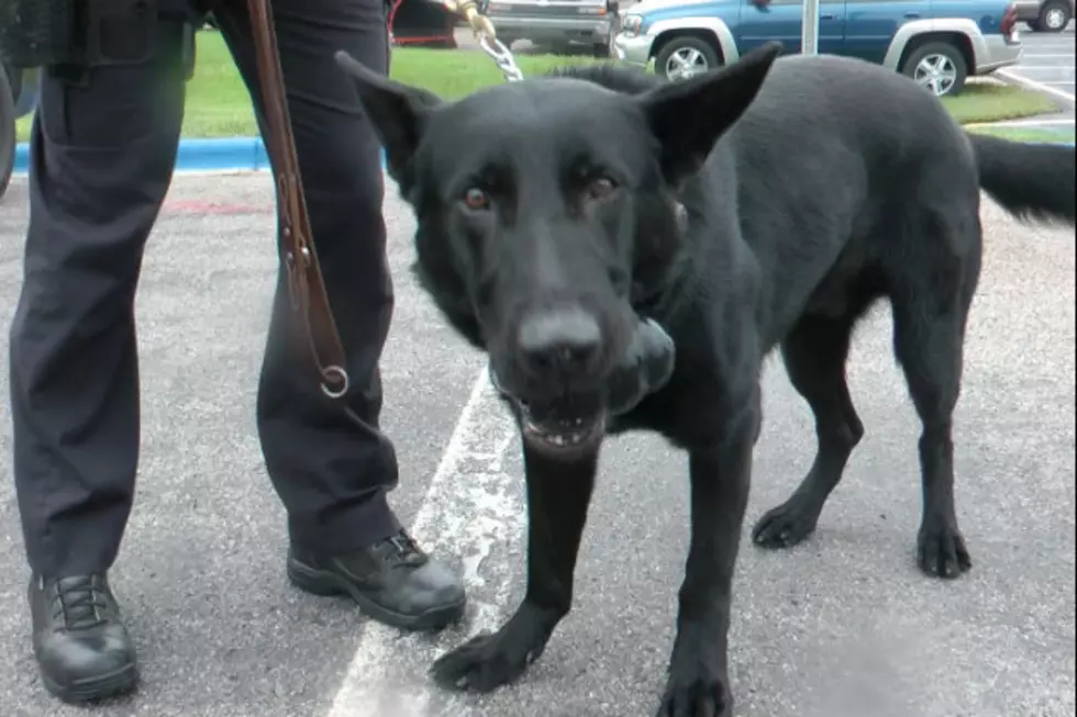 Waite Park’s Newest Police Dog Ready For Patrol [VIDEO]