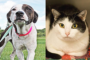 Tri-County Humane Society Pet Patrol: Meet Cameo and Precious