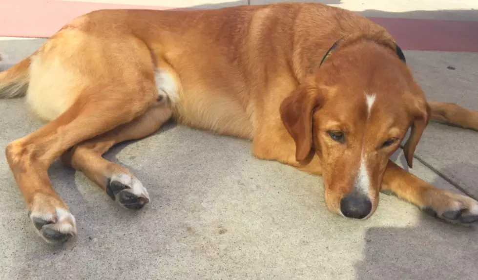 DNR Using Dog to Find Invasive Zebra Mussels [VIDEO]