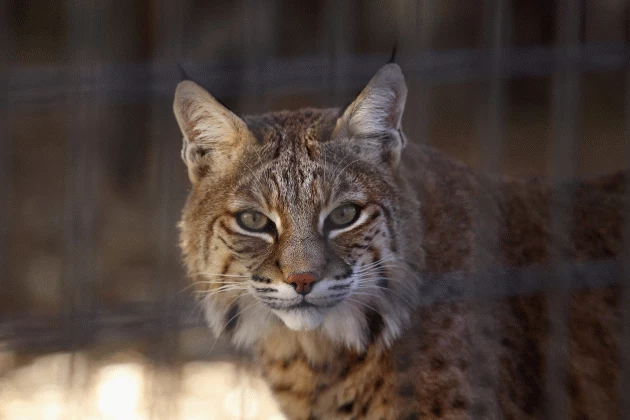 Cougars Reported Near Nashwauk Now Believed To Be Bobcats