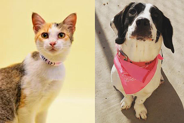 Tri-County Humane Society Pet Patrol: Butterfree and Snoopy