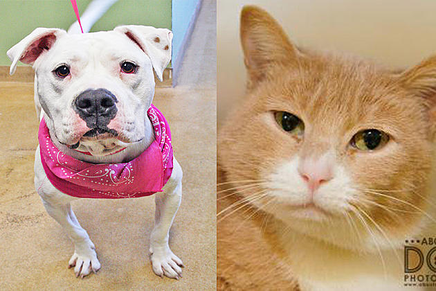 Tri-County Humane Society Pet Patrol: Sassy and Duchess