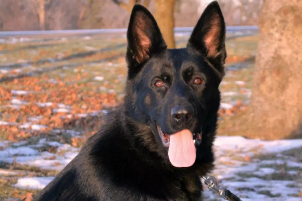 Sheriff Seeks Suggestions for Name of New Police Dog