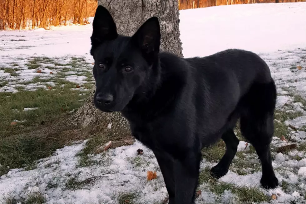Benton County Newest Police Dog to be Named Ragnar